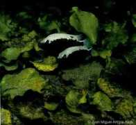 cichlidae.com Bartoni