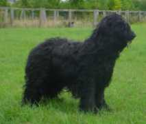 beaugencybriards.co.uk Barzac