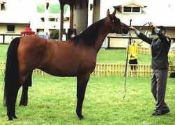 gerzannestud.com Barzani