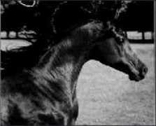 fallingstarranch.ca Barzik