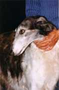 barzoidepinedo.free.fr Barzoi
