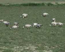 migrantwatch.in Basai