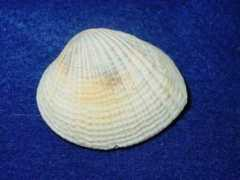 firama.com Basail