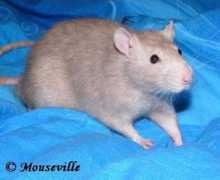 chsmouseville.cz Bashal
