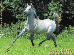 Bashra
