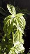 gardeninginarizona.com Basilicum
