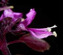 interhomeopathy.org Basilicum