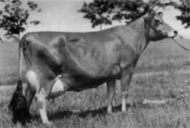 jersey-dk.dk Basilua