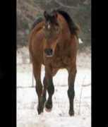 asarabians.com Baskin