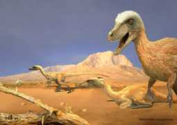 wikidino.com Basner