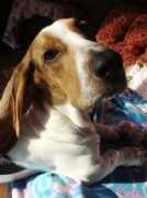 Basset