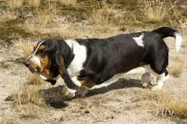 Bassethound
