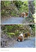 Bassets