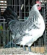 feathersite.com Bassette