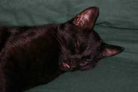cutelittlekittens.com Bastean
