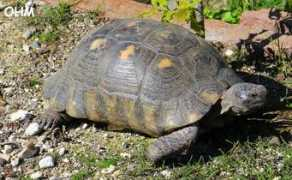 marginata.dk Bastiane