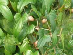 botanic.jp Batatas