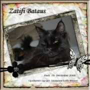 Bataus