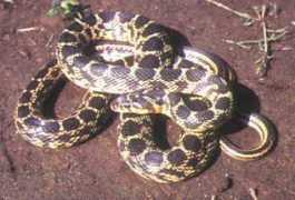 sunfield.ne.jp Batei