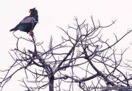 Bateleur