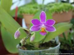 phals.net Bathelemy