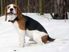 e-beagle.pl Batiar