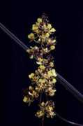 orchidspecies.com Batiti
