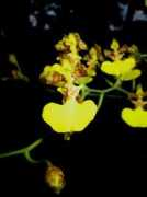 orchidspecies.com Batiti