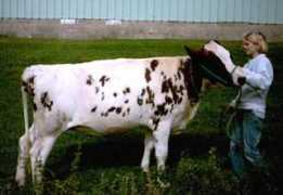 agrisupportonline.com Baudendistel