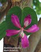 toptropicals.com Bauhinia