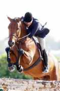 floridahorse.com Bauldwin