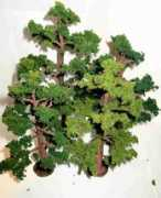 Baum
