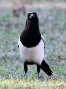 Bavard