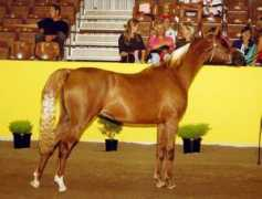 allanookaarabians.com Bavinton