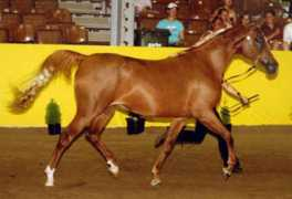 allanookaarabians.com Bavinton