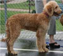 goldendoodles.com Baxer