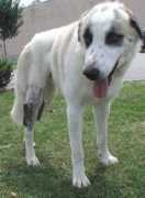 dogsonly.org Baybar