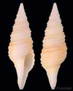 gastropods.com Bayeri