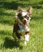 Bayli