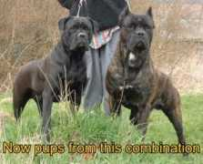 canecorsonancy.info Bayos
