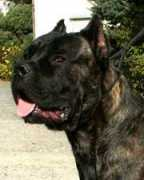 canecorsonancy.info Bayos