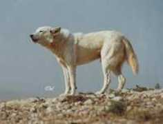 canaandogclub.co.uk Bayoud