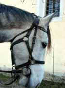 Bazlov