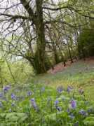 countrysideinfo.co.uk Bbell