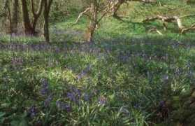 nickys-nursery.co.uk Bbell