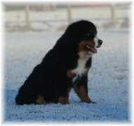 kennel-hiselfoss.com Bbianca