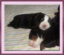 tequibou.com Bbrose