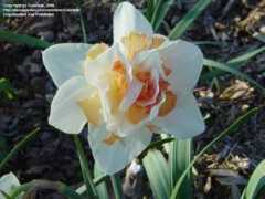 davesgarden.com Bdee
