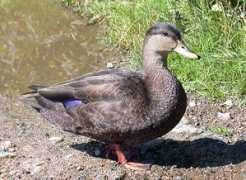 Bduck