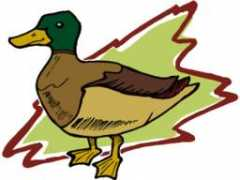 Bduck